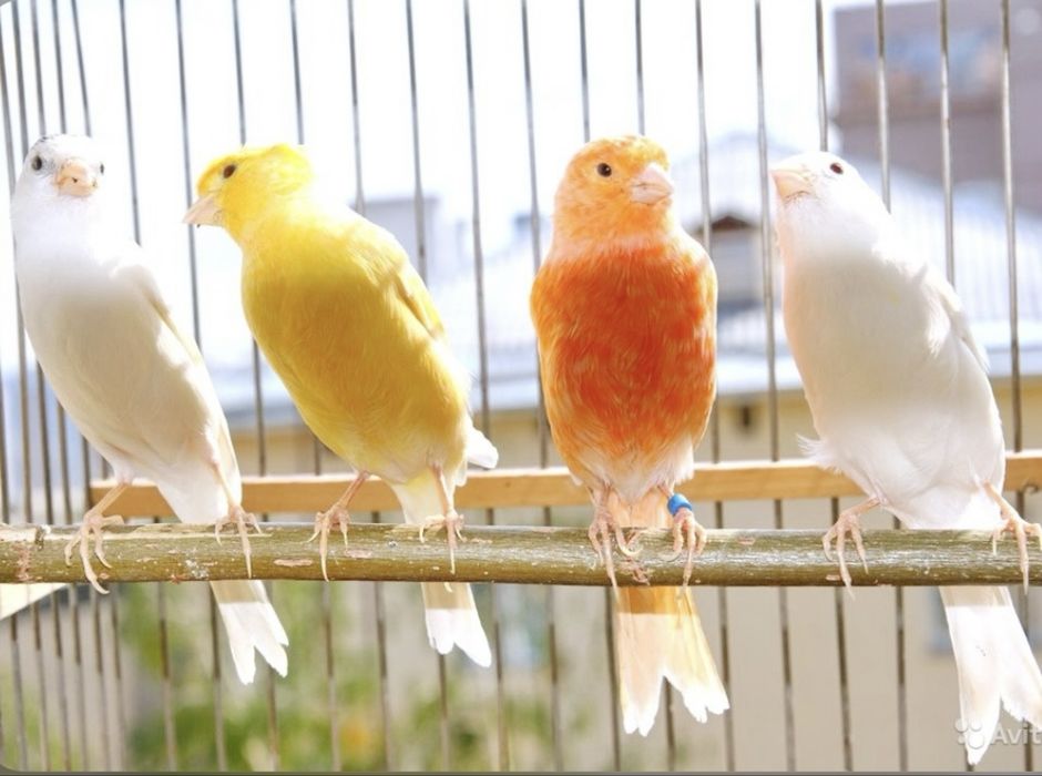 Кенар ярый с гарантией возврасть 1 и 2 год