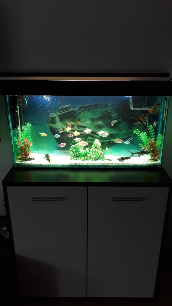 Vând acvariu 50 l cu pesti