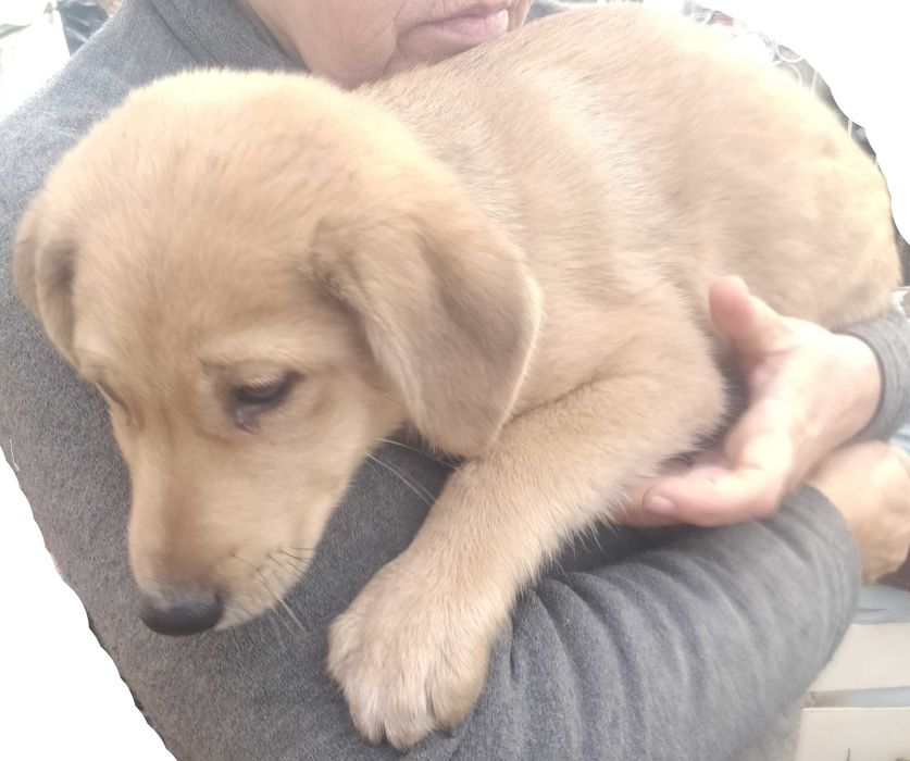 Подаряваме кученцe бездомниче пухено бобче мъжко