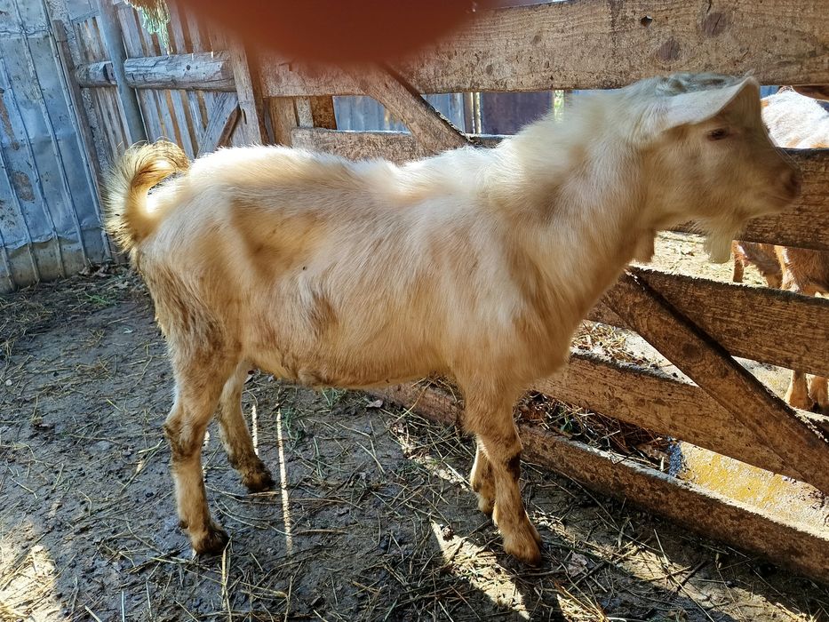 Vând țap rasa sannen fătat  în luna martie ,pentru reproducție . .