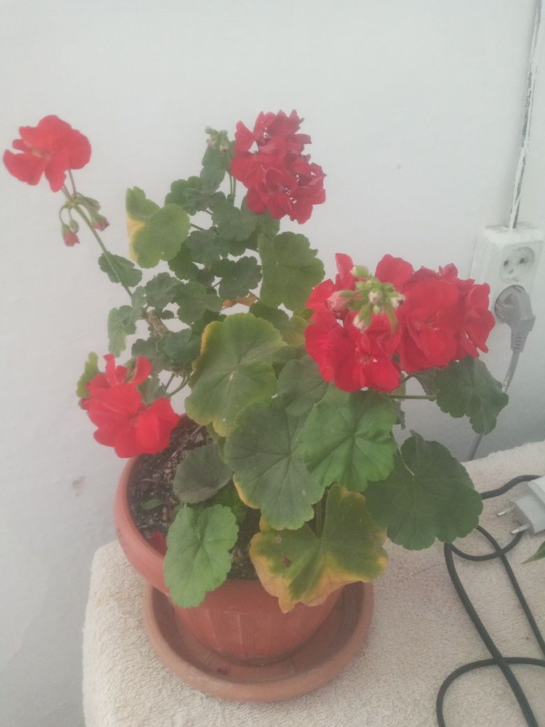 Продам комнатные цвети