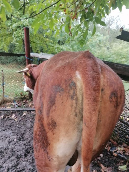 Vând vitea si taur de rasă