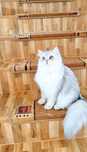 British longhair cu pedigree fetita