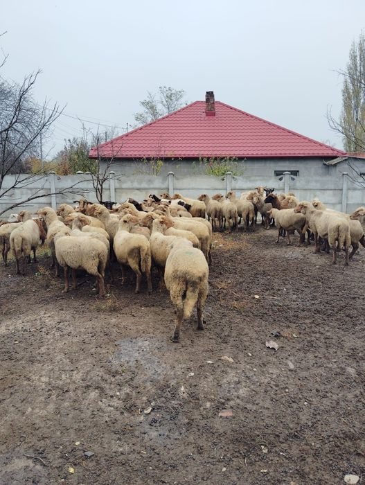 Vând oi grase reforma