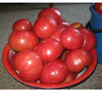 Продаю  рассаду сортовых   томатов для теплиц и открытого  грунта