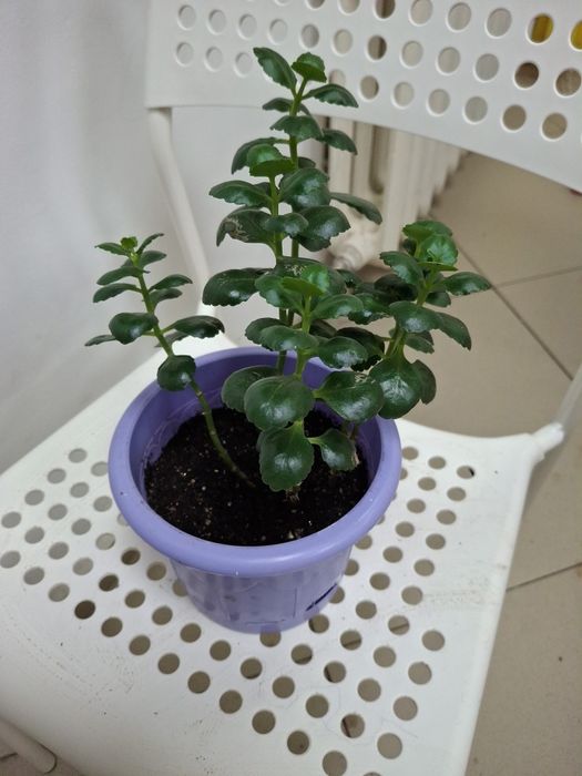 Комнатные  цветы