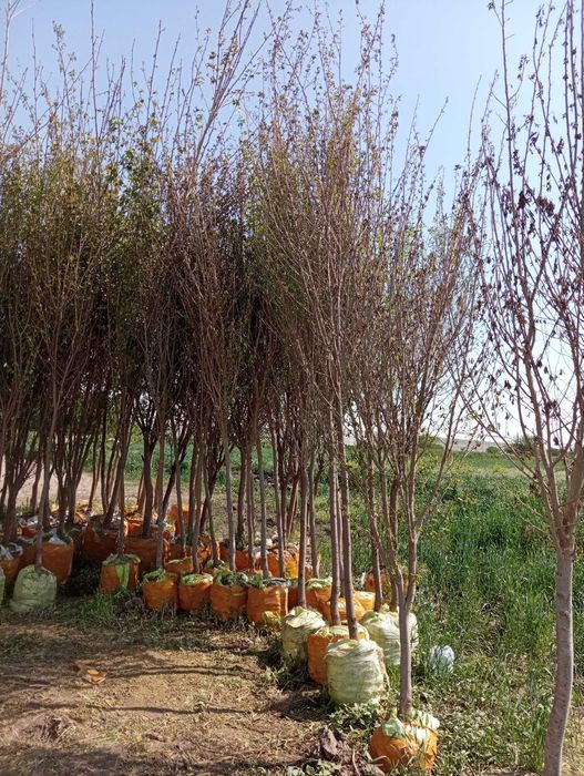 Ko'chatlar sotiladi. Har xil turdagi mevali va manzarali ko'chatlar