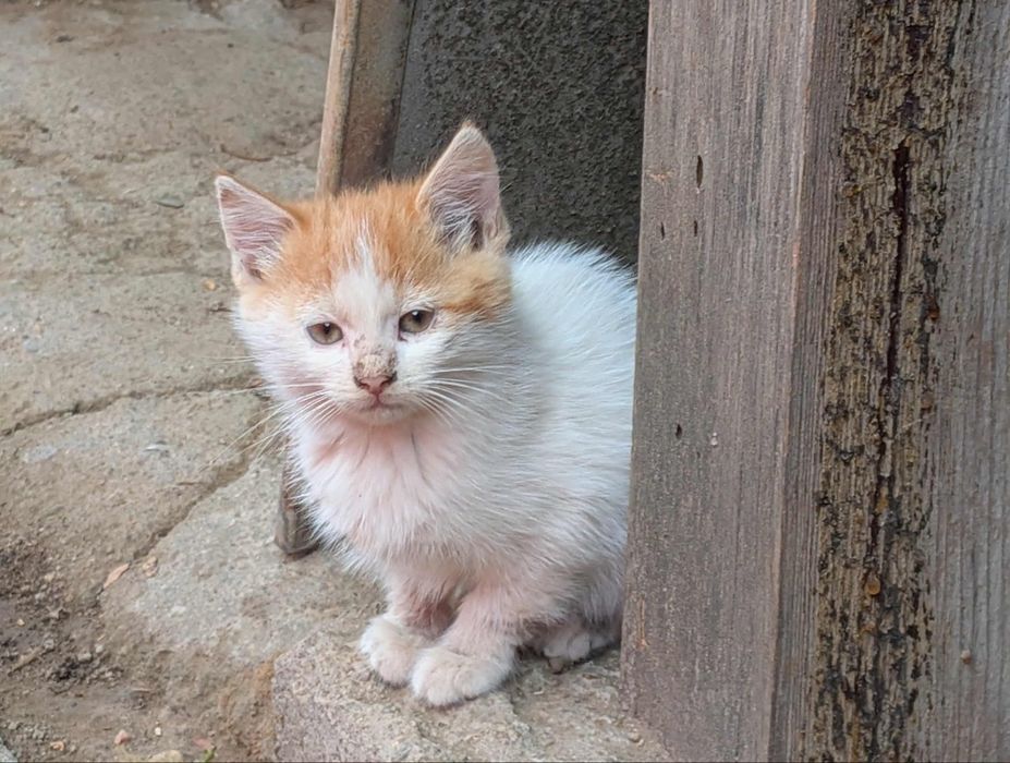 Малко коте си търси дом