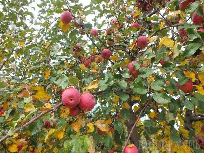 Vand mere bio - neculese  - Suceava - angro