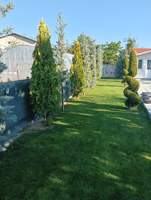 Gazon, conifere și plante ornamentale de top