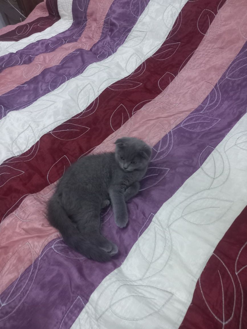 Скотиш фолд продаётся