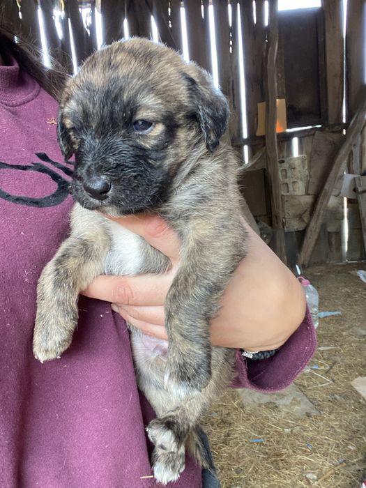 Подарявам кученца