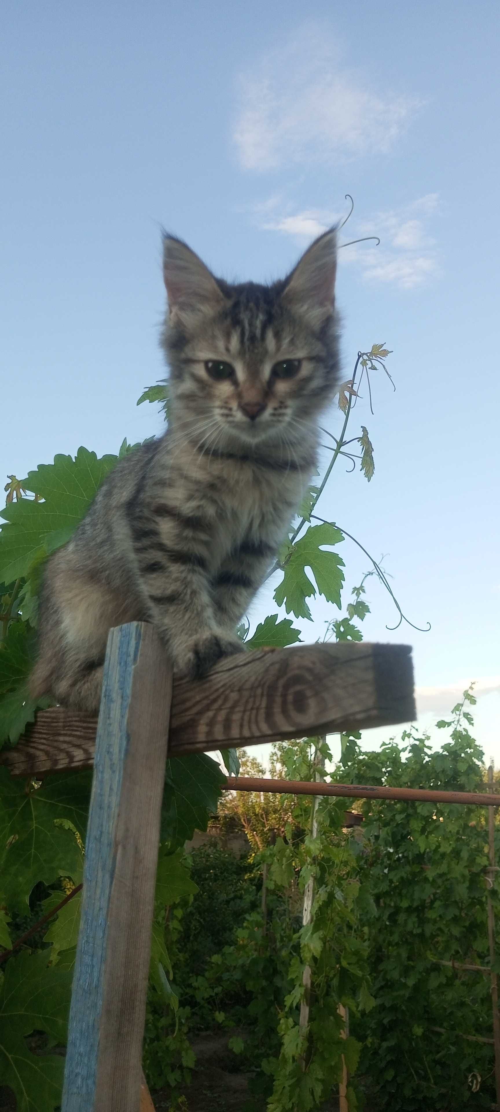 Отдам кошечку в добрые руки