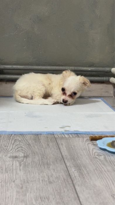 fetita bichon cauta o casuta