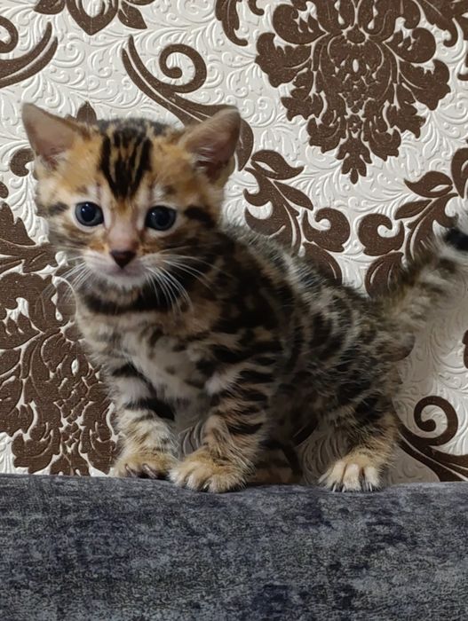 Бенгальский котёнок мальчик — яркий браун с розеткой на золоте


Текст