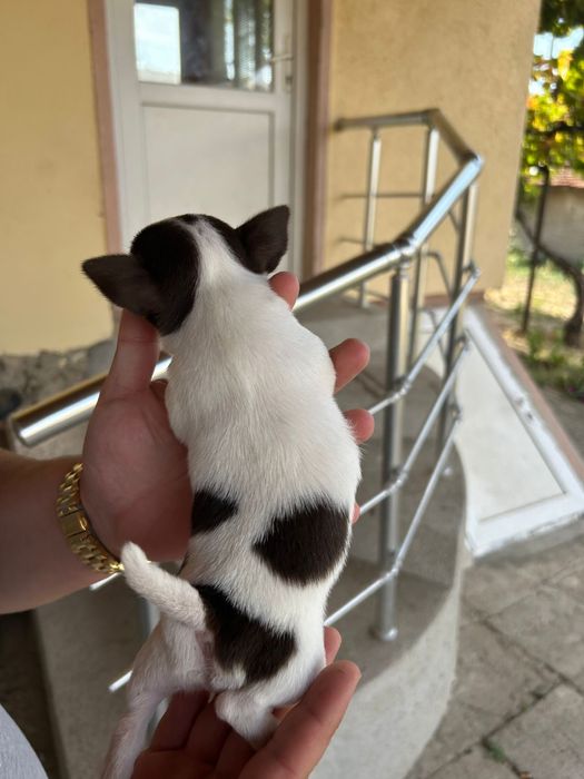 Чихуахуа мини 4 мъничета