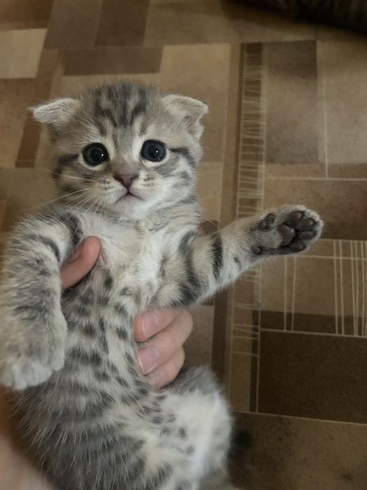 вислоухие котята