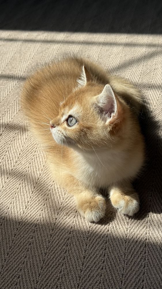 Elita BRI ny12 Golden Chinchilla Mushukcha  Sotuvda!