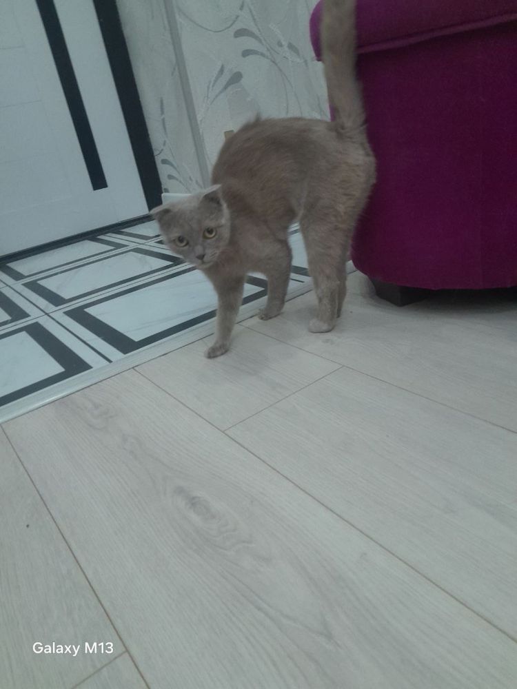 Продаётся котик Огонёк