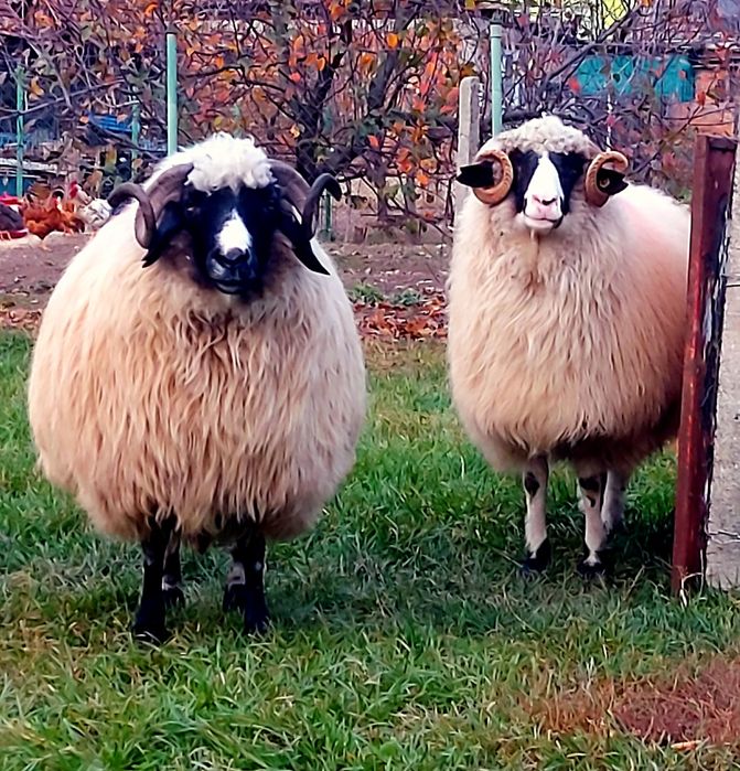 Oi breze de vânzare