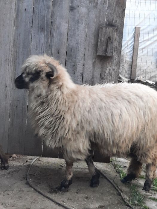 Vând trei oi turcane