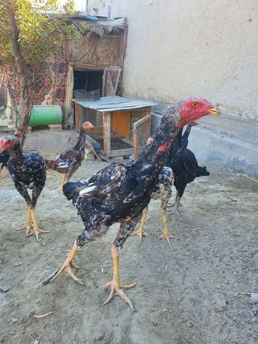 Хурозлар сотилади