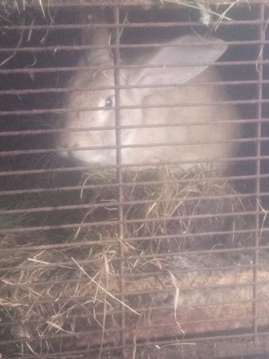 Vând iepuroaica și iepuroi