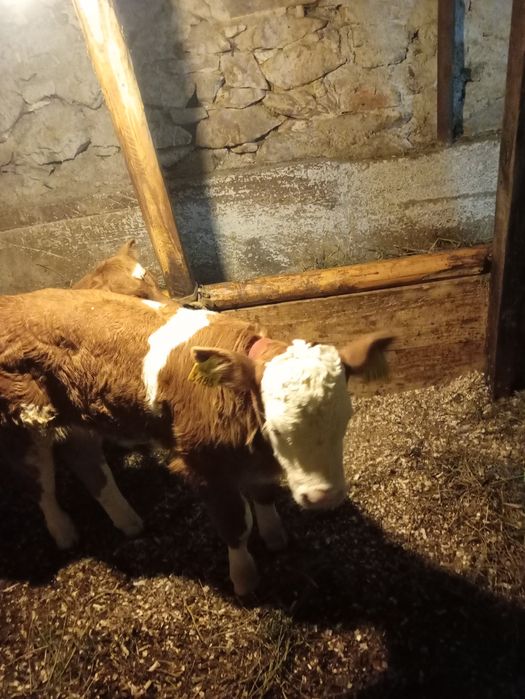 Vițel 3 săpt și vițea 2 săpt