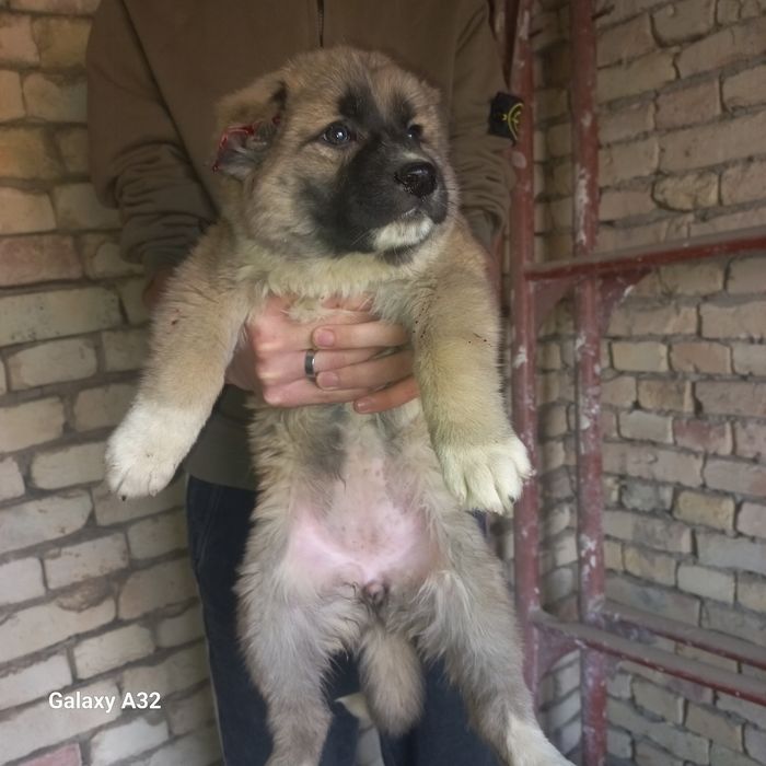 Кавказский  щенок девочка