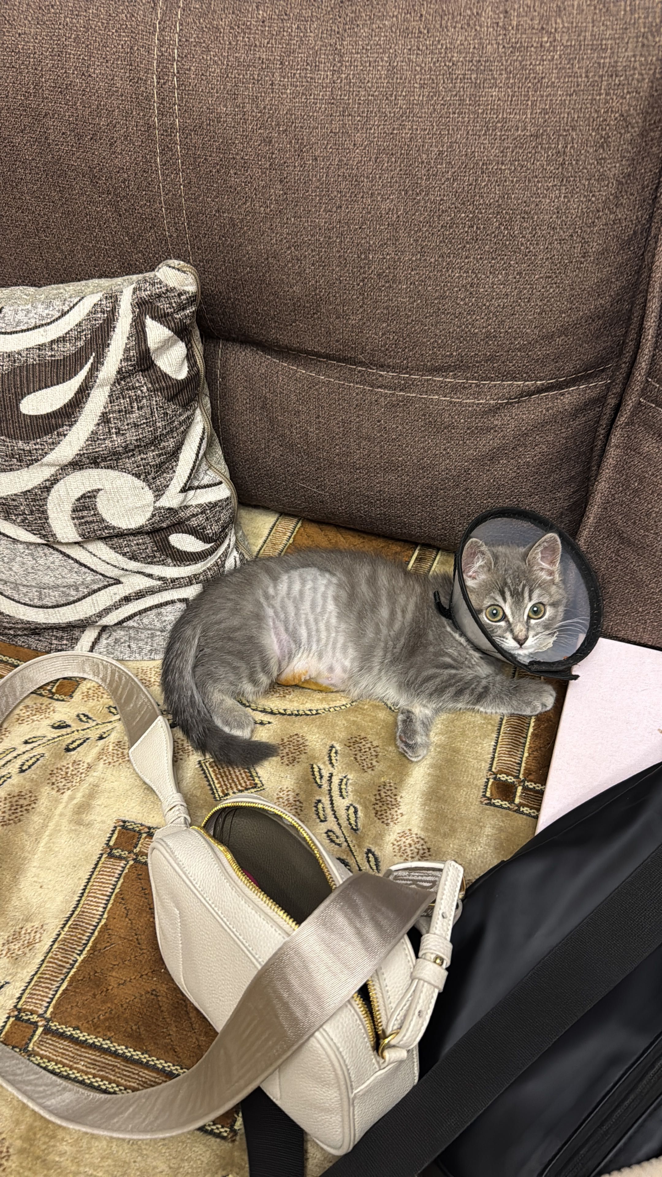 Котенок девочка 3мес