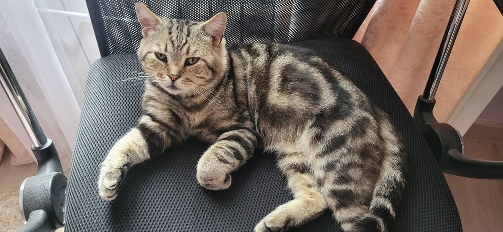Продам кота породы Американская короткошерстная