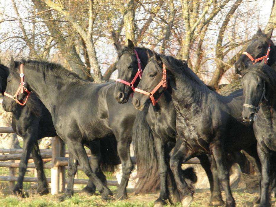 vand friesian iapa armasar de vis frizian