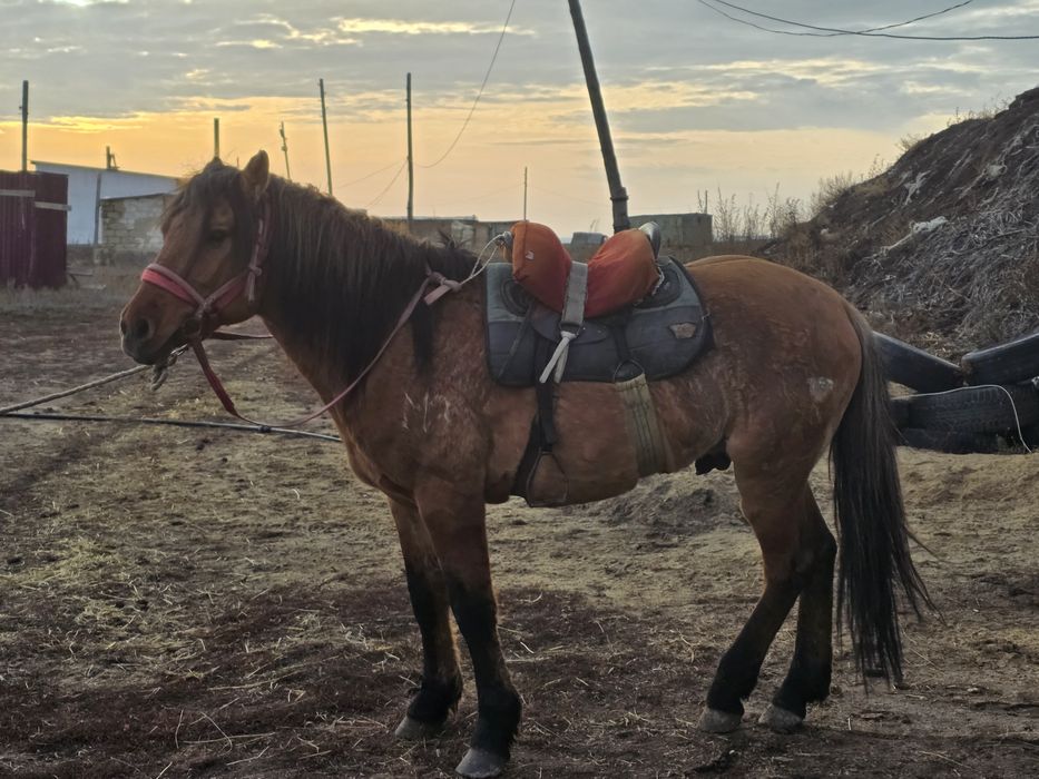 Мұғалжар тұқымы айғыр сатылады