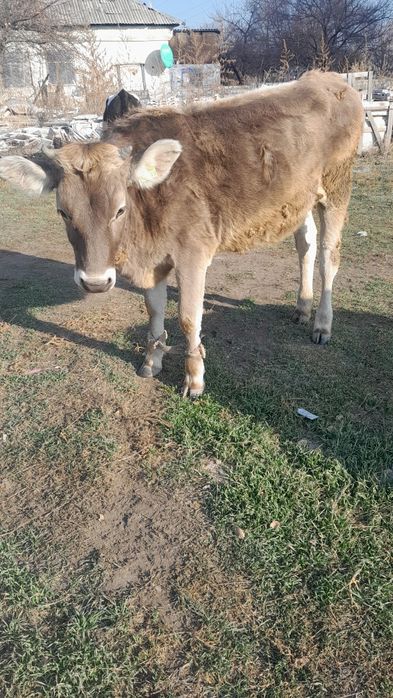 Продам телку 1 годик