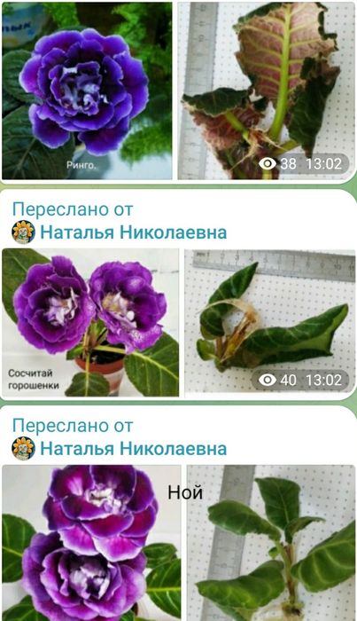 Стеблевые черенки глоксиний.