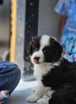Pui Border Collie cu pedigree FCI