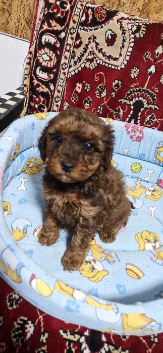 Puiuti CAVAPOO foarte jucausi si iubitori