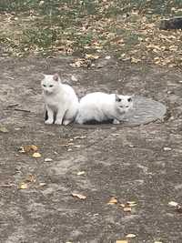 Белые с черным котята и 2 кошки мамы