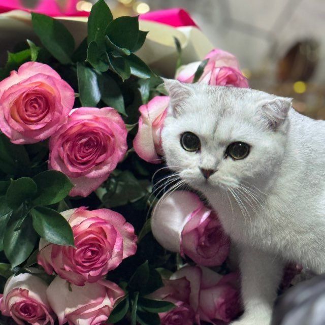 Mushukcha sotiladi. Oppoq tozza