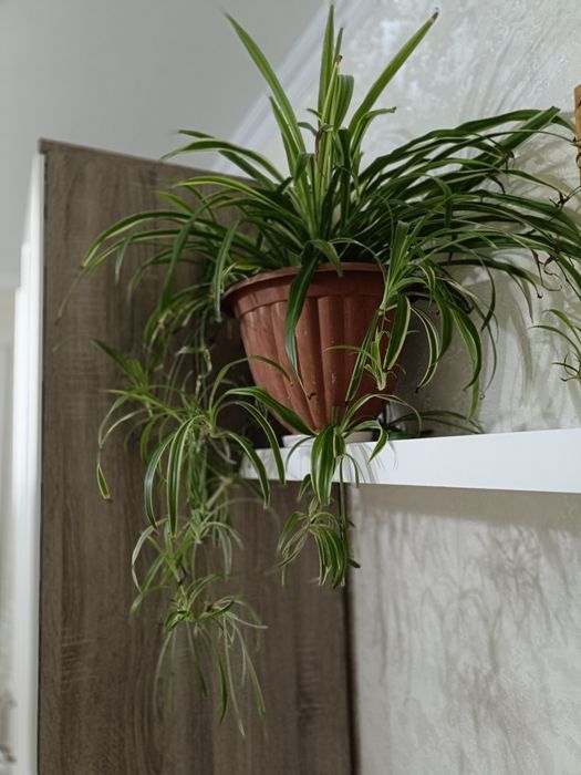 Комнатные домашние цветы