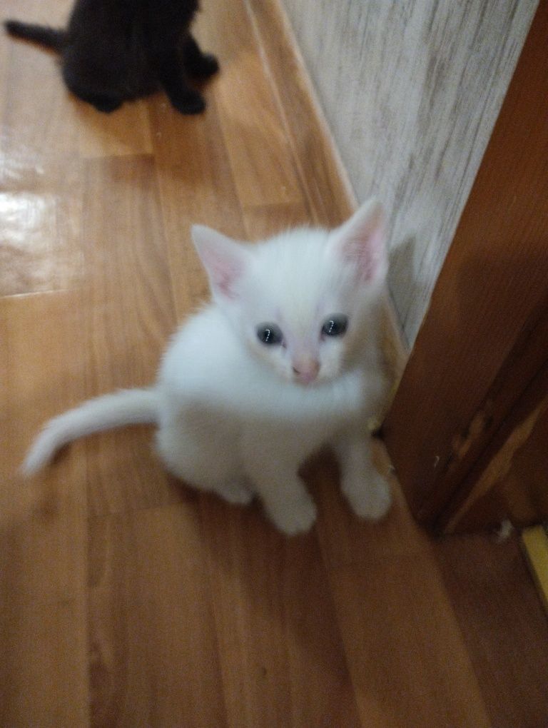 Котята в добрые руки!