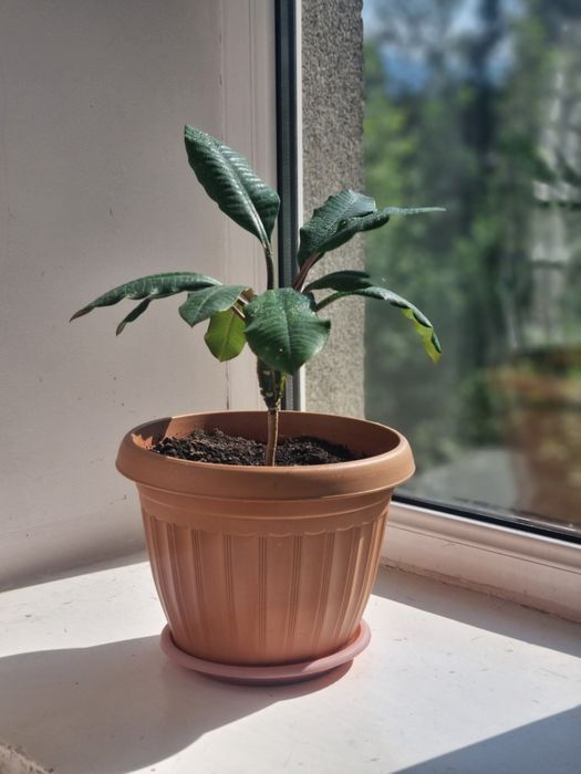 Продаю молочай и дерево любви