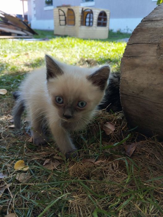 Котята 2 месяца, ловят мышей, могут жить в. сараее