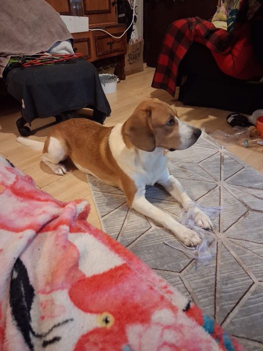 Dau spre adoptie cățel 1 an