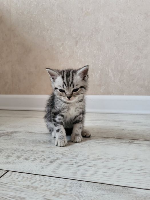 Продам шотландских котят