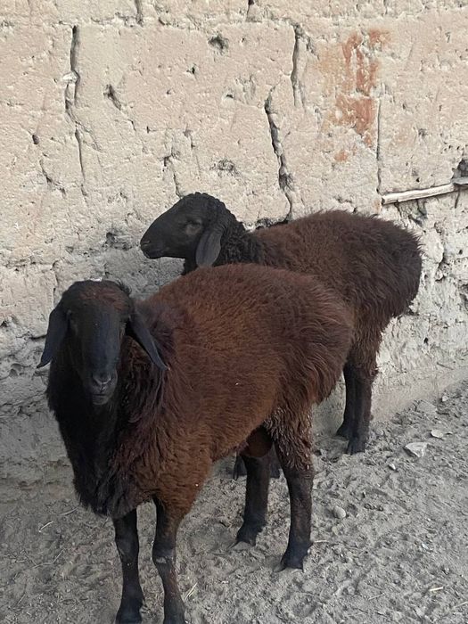 2ta qo'chqor sotiladi donasi