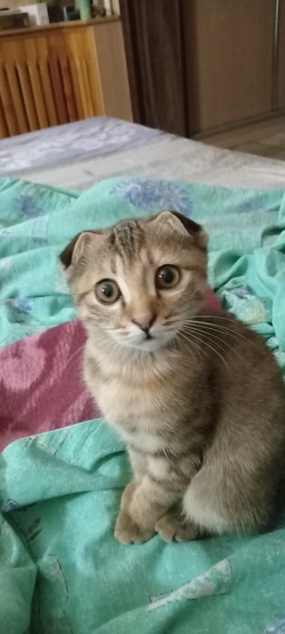 Кошечка скоттиш страйт