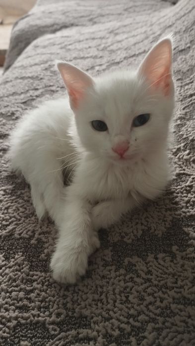 Продается турецкая ангора самка