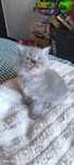 British Longhair - Grey Tabby