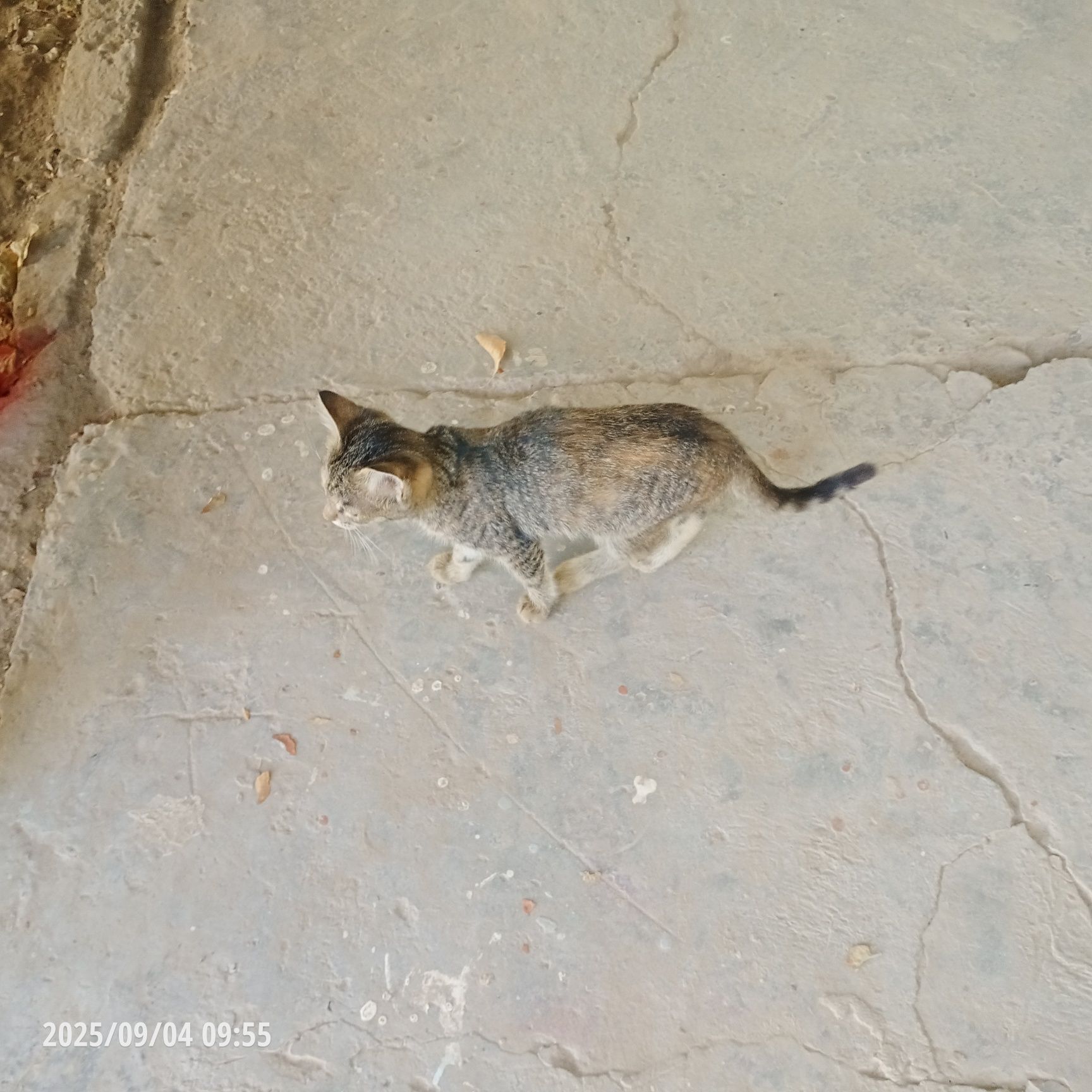 Отдам котят в добрые руки.